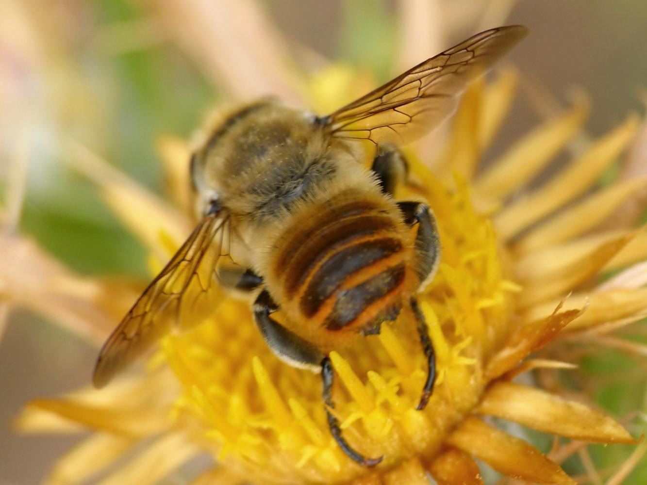 Grosso Megachile sp.